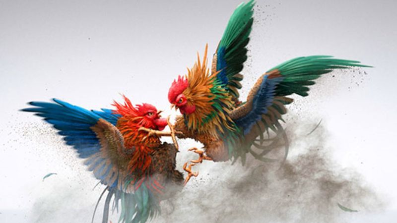 Chiến thuật và kỹ năng khi chơi đá gà trực tuyến