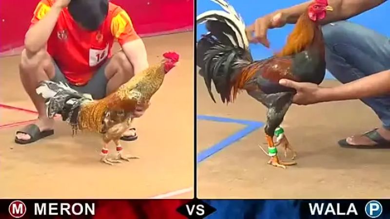 Giới thiệu về chơi đá gà trực tuyến