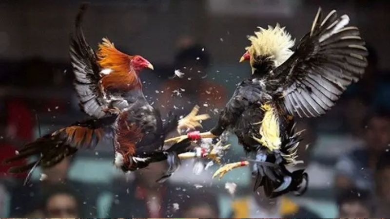 Đá gà cựa dao: Giới thiệu và ý nghĩa