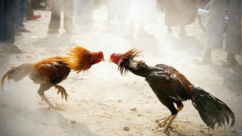 Chiến thuật và kỹ thuật trong đá gà cựa sắt