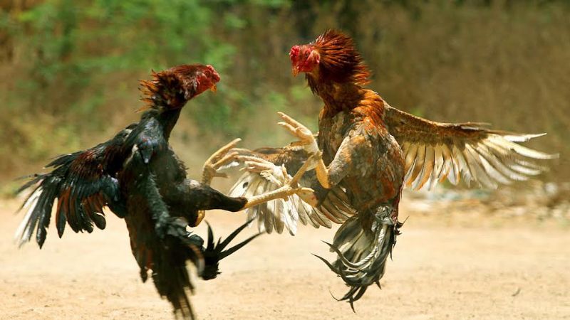 Đá gà đòn: Khái niệm và nguồn gốc