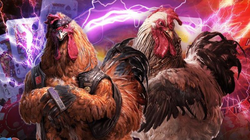 Giới thiệu về đá gà Indo