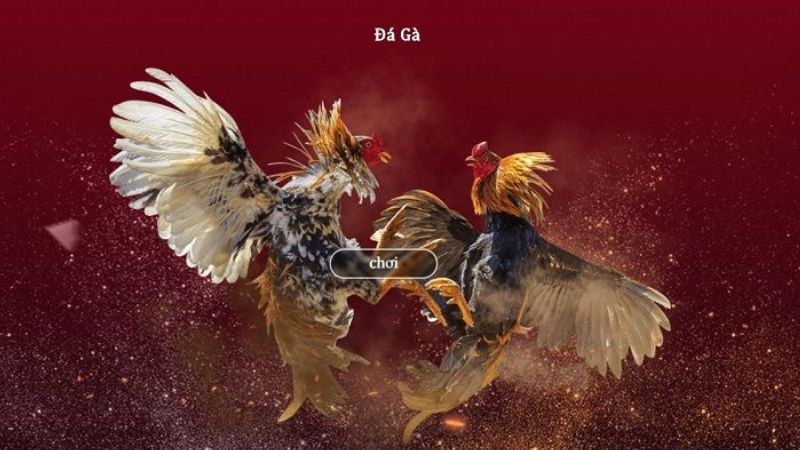 Chiến thuật và kỹ năng trong đá gà Indo