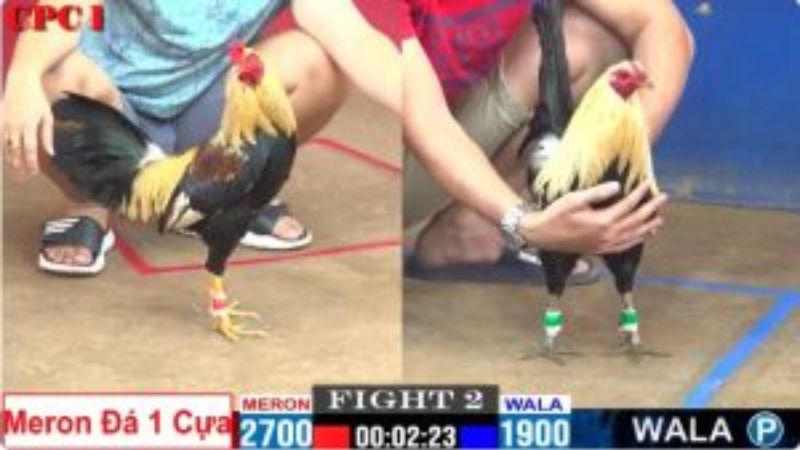Cách thức tổ chức đá gà mạng
