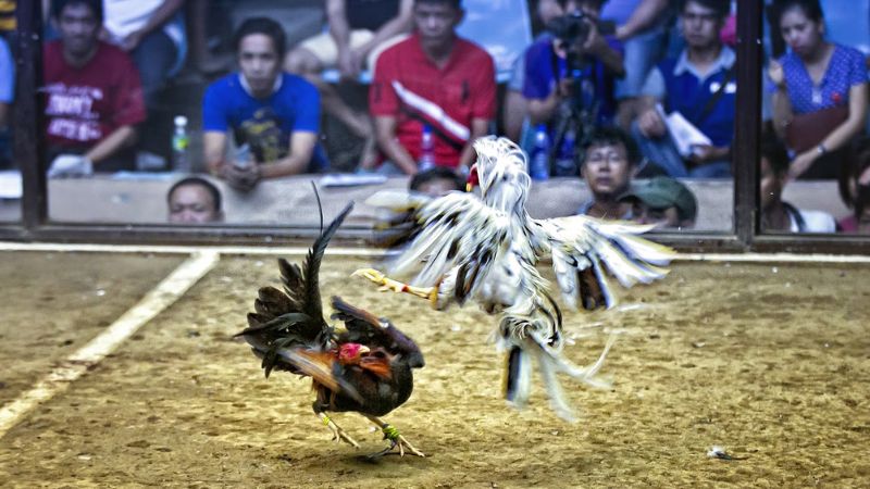 Giới thiệu về đá gà Thái