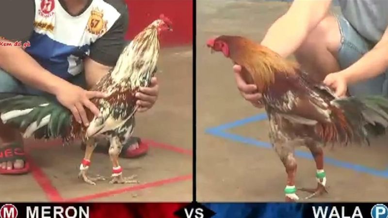 Ưu điểm khi tham gia chơi đá gà trực tuyến trên Đá Gà Thomo