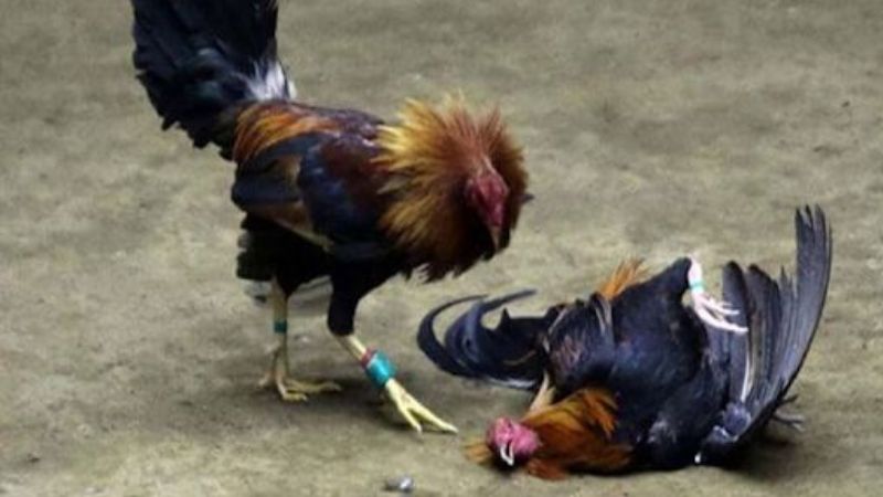 Đá Gà Thomo: Giới thiệu về trò chơi đá gà trực tuyến