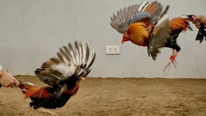 Quy trình chuẩn bị cho trận đá gà tre