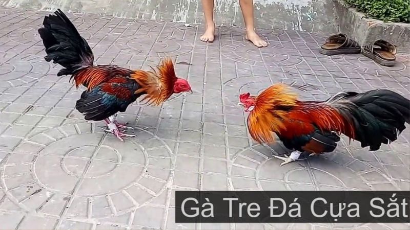 Cách chọn gà tre để tham gia đá gà tre