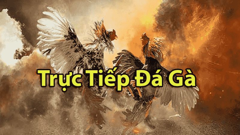 Lợi ích của việc xem đá gà trực tiếp C4