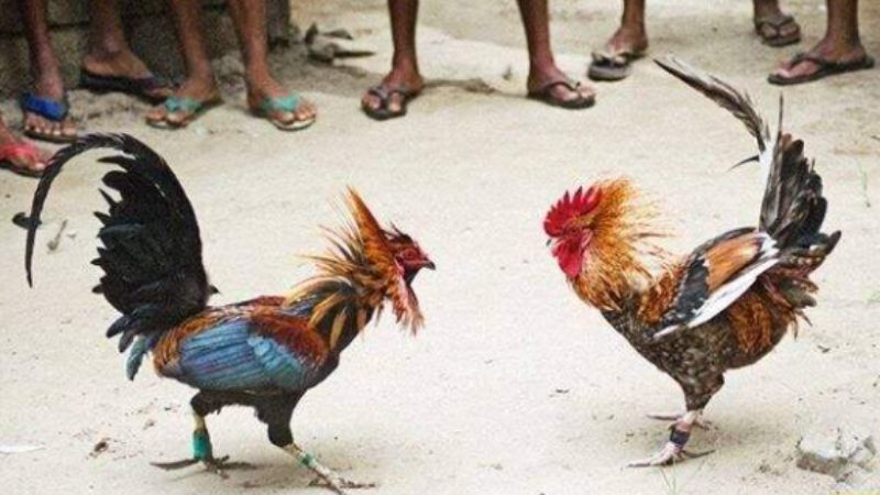 Giới Thiệu Tổng Quan Về Đá Gà Trực Tiếp C4