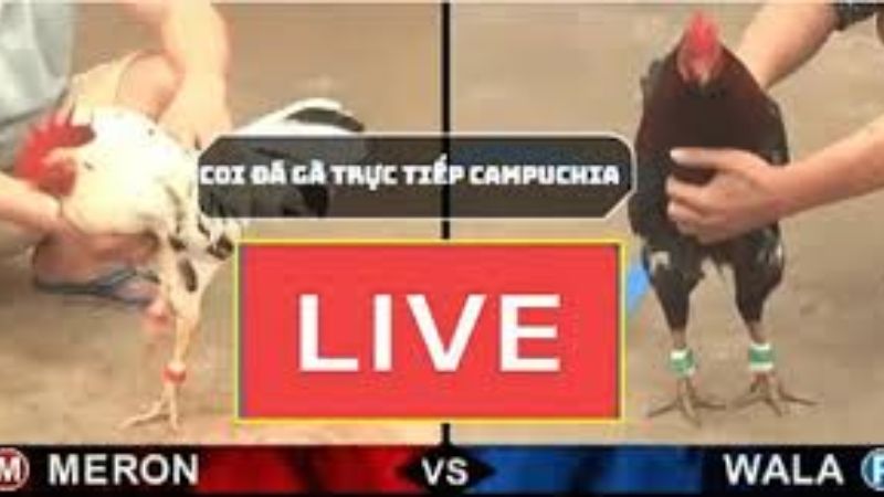 Cách thức tham gia đá gà trực tiếp cpc3