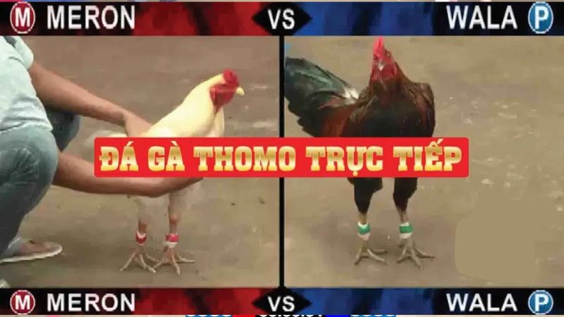 Giới thiệu về đá gà trực tiếp cpc3