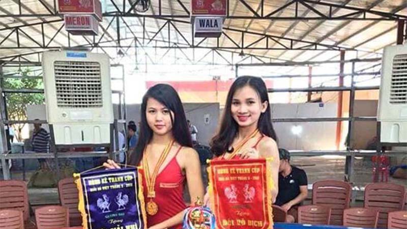 Đá gà thomo tổ chức tại Địa Điểm Chuyên Nghiệp và Quy Mô Lớn