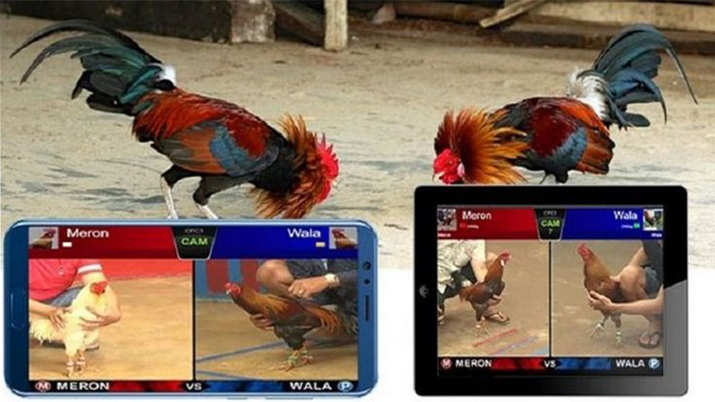 Trường gà online là một nền tảng trực tuyến, nơi người chơi có thể tham gia và theo dõi các trận đấu gà chọi