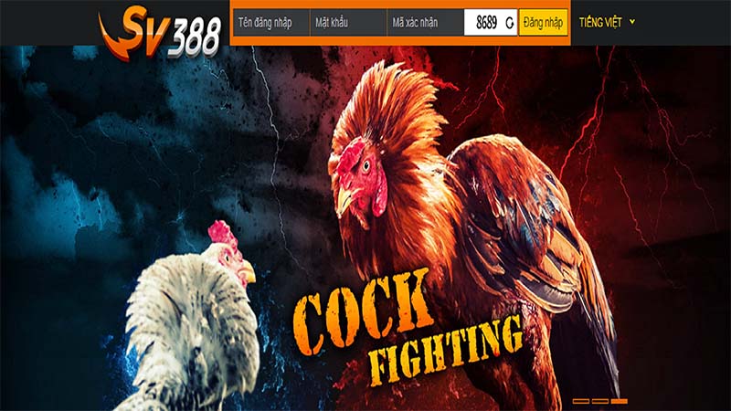 Đá gà SV388 cung cấp một nền tảng cá cược đá gà trực tuyến chuyên nghiệp với nhiều thể thức thi đấu