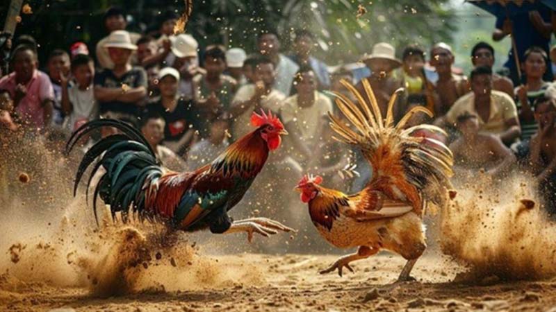 Trước khi tham gia đá gà trực tuyến, bạn cần tìm hiểu và lựa chọn những trang web uy tín