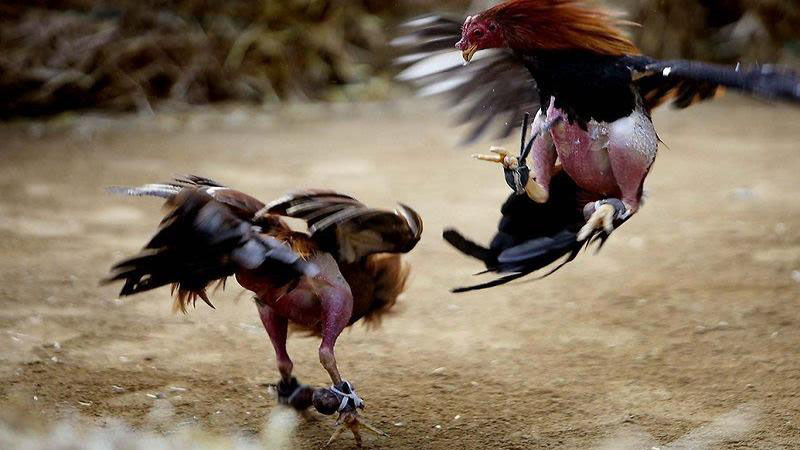 Đá gà trực tuyến mang lại sự tiện lợi và linh hoạt cho người chơi