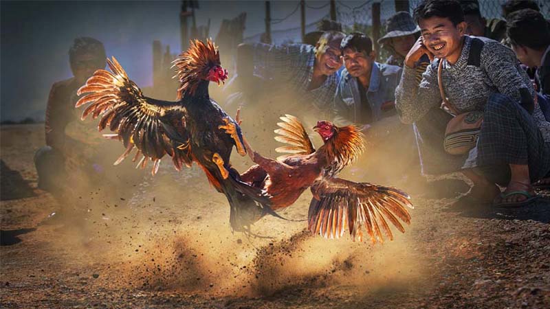Phải hiểu rõ luật chơi và quy định của sàn cá cược đá gà trước khi bắt đầu đặt cược