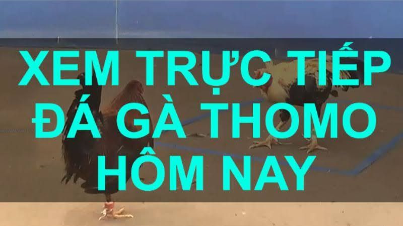 Giới thiệu về trực tiếp đá gà