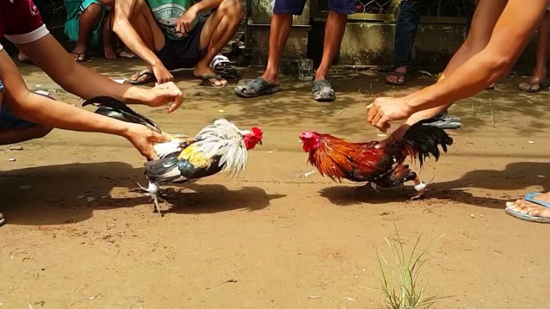 Cách thức tổ chức trực tiếp đá gà