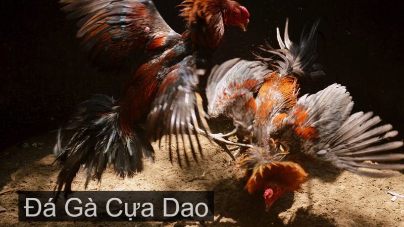 Cách thức xem trực tiếp đá gà cựa dao