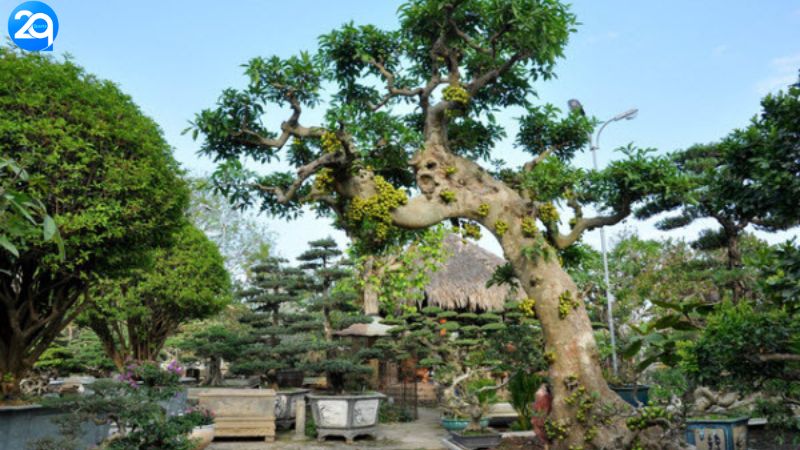 cay-sung-phong-thuy-1